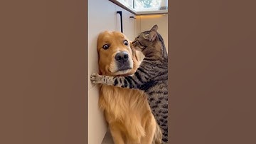 Funny videos of cats and dogs.#happiness#funnydog#funnycatfunnyvideos#youtube