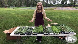 Syngenta Cut Flowers Unboxing at 1818 Farms