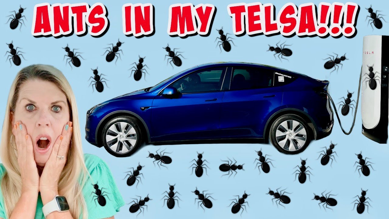 Муравьи в моей Tesla Model Y 2024 года выпуска!!! — Советы Грока, как от них избавиться