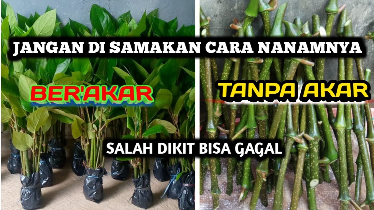 CARA SEMAI MELADA YANG BAIK DAN BENAR👍👍, ADA AKAR DAN TANPA AKAR....👍👍