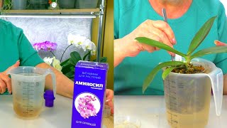 Don't destroy orchids. Fertilize and water orchids in moss correctly? Feed the orchids...