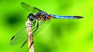 67 Daftar Nama Nama Binatang Dari Huruf C