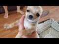 7.5 week Chihuahua puppies