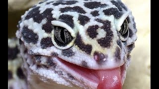 It's All About Leopard Gecko! [Informative Breed Care]
