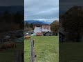 Magglingen Switzerland 🇨🇭 Cows and Mountain | Beautiful Place