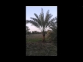 مزرعة السﻻميات مزرعة السﻻميات