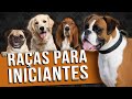 10 Raças MAIS FÁCEIS para INEXPERIENTES / INICIANTES no mundo canino - TOP10