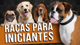 10 Raças MAIS FÁCEIS para INEXPERIENTES / INICIANTES no mundo canino  TOP10