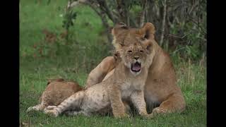NT1 The Lioness Remix 2024 Version II Melodic House (Music Video)