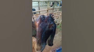 Brown Beetal Goats 🐐👑 |#shorts #viral #goat #shortvideo #ytshorts