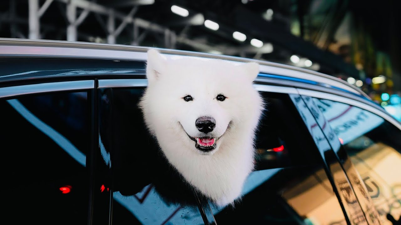 Best Ferry from UK to Europe 🚢 | Irish vs P&O vs DFDS (Ranked)