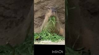 むしゃむしゃするカピバラ #Capybara #カピバラ #リラッカピ #relacapy #水豚 #水豚君 #Wasserschwein #Cabiai #capibara #Kapibara
