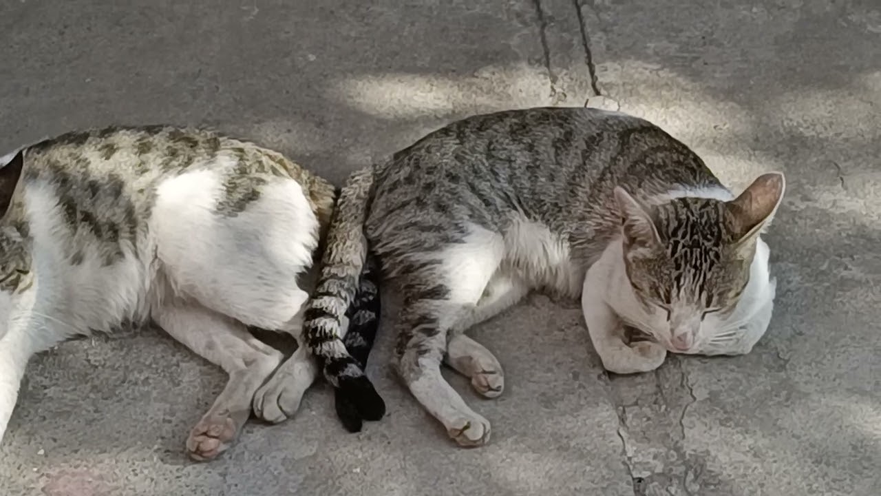 Cat male female 😻😺