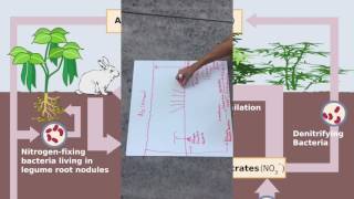 Nitrogen Cycle APES