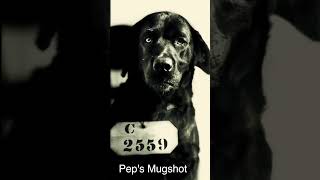 How America Incarcerated a Dog.