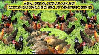 DARAG NATIVE CHICKEN AT ORGANIC FEEDS MGA TIPS SA PAG-ALAGA NG DARAG