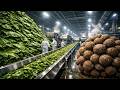 Inside a Banana Leaf Fertilizer Factory | From Green Leaves to Organic Pellets