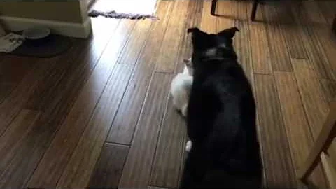 Video 1105391: kitten dog playing, kitten cute dogs