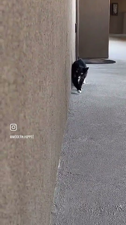 Mission Im-paw-sible