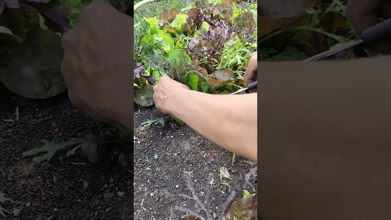 Hoe oogst ik pluksla?