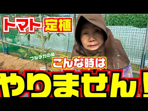 ちょっと待って！】土の状況次第では定植しない場合もあります