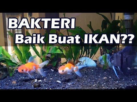 Video: Bakteri Apa Yang Baik Untuk?