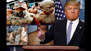 Breaking News: Trump Hits The PANIC BUTTON On MS-13 Violent Gangs