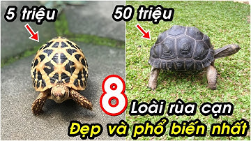 8 loài rùa cạn được nuôi làm cảnh Phổ biến nhất. Có con có giá lên tới hơn 50 triệu!