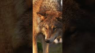 Волк #хищник #животные