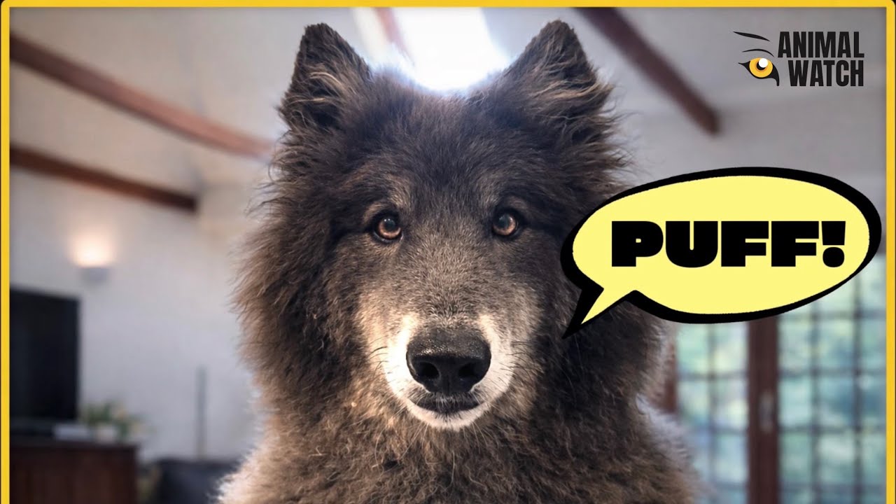 Почему волки не лают — они «пыхтят»!