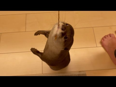 ??????? ???????????? spinning otter and a cat watching it