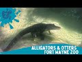 Forth Wayne Zoo - Alligators &amp; Otters