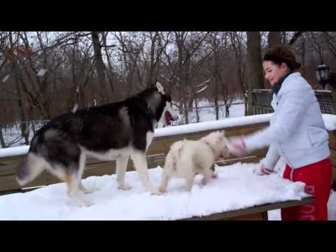 Snow Ball Fight - Westie vs. Siberian Husky