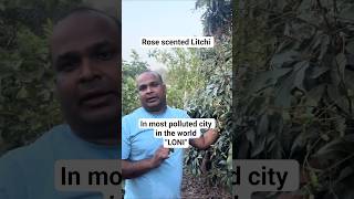 Most Polluted City Me Litchi Ki Growth