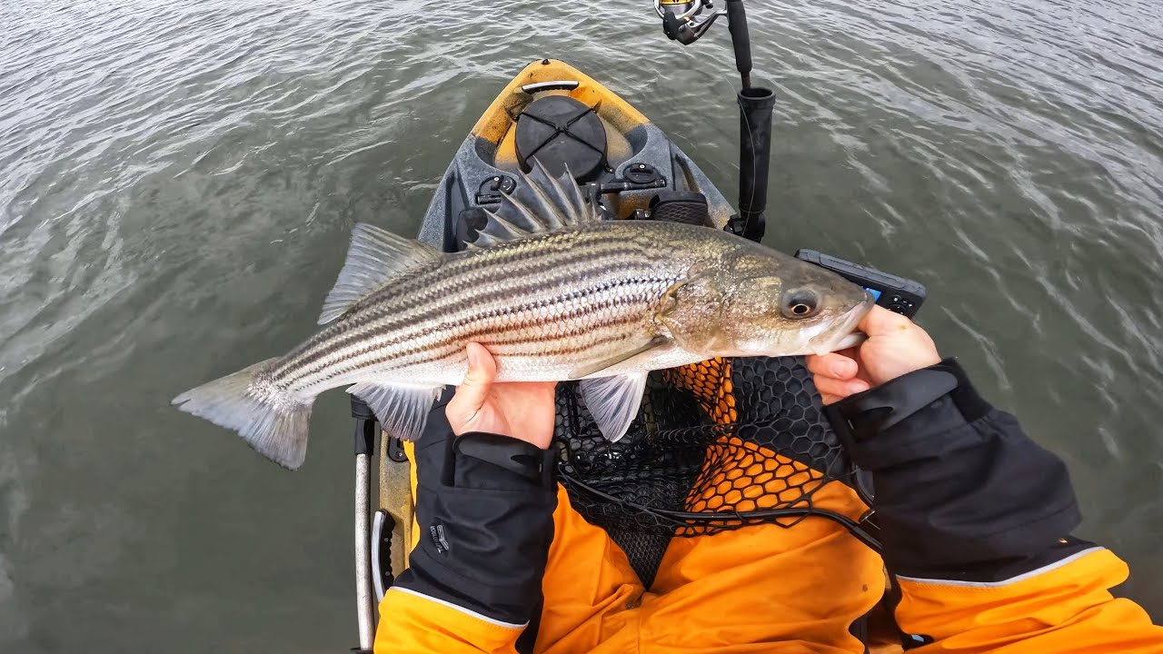 Spring Back Bay Striper Fishing 