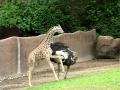An ostrich and baby giraffe play tag