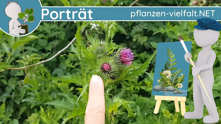 🖼️ Porträt 093 - Krause Ringdistel (Carduus crispus) - Wildpflanzen-Steckbrief (Essbar)