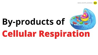By-products of Cellular Respiration - QnA Explained