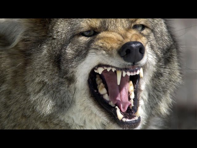 Coyotes More Likely To Attack Larger Dogs During Mating Season, Mass.  Experts Warn - Youtube