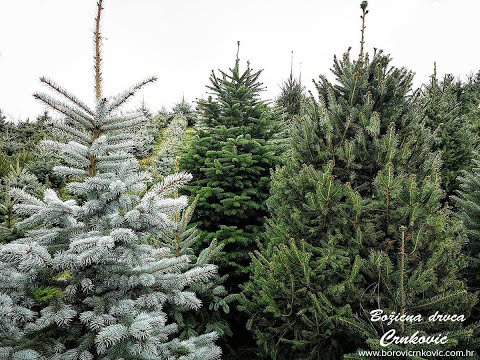 Video: Božićno Drvce Na Stropu