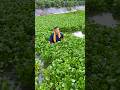 Water Hyacinth Makes Great Food For Ducks And Geese #satisfying #plants