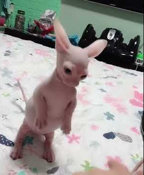 Bingus ferociously mauls his owner