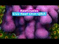 Reefdudes live reef chat qa
