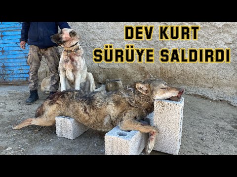 AÇ KURT AMACINA ULAŞAMADI. GÖREV BAŞINDA KANGALLAR. Wolf attack disposal by Turkish Kangal