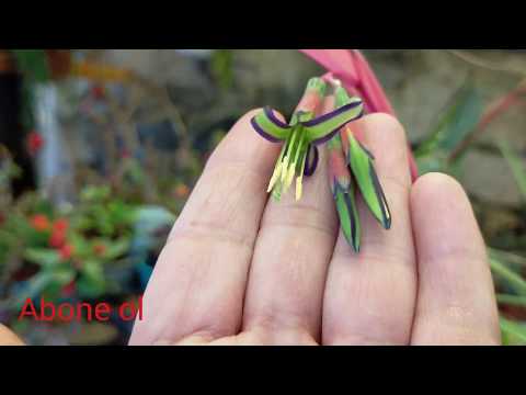 Video: Kraliçanın göz yaşları Bromeliadları: Kraliçanın göz yaşları bitkisini necə yetişdirməyi öyrənin