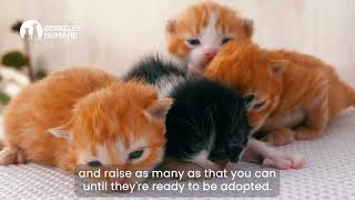 KITTENS IN CRISIS by Berkeley Humane 310 views 2 weeks ago 46 seconds