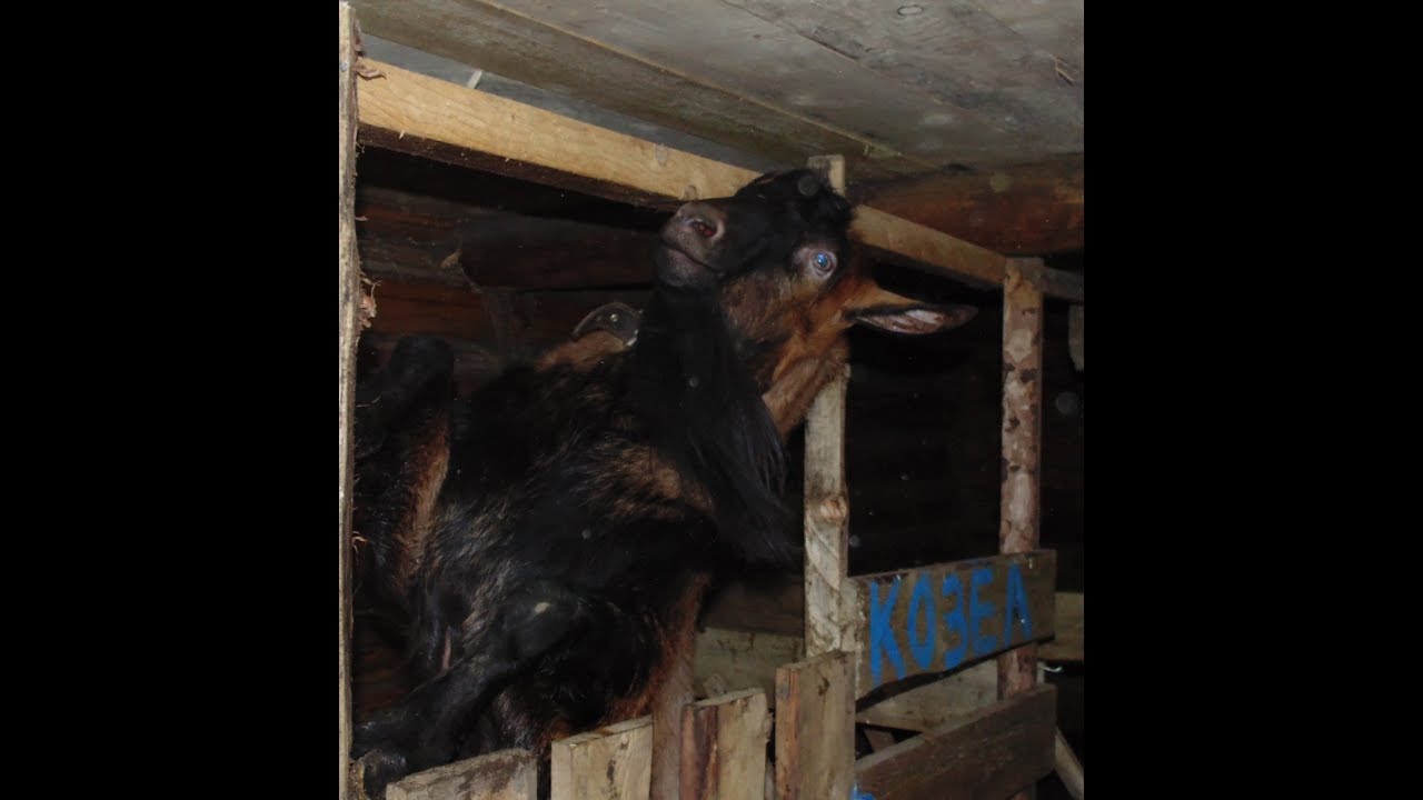 Новый козел - производитель, зола на огород, прикорм грудного ребенка ...