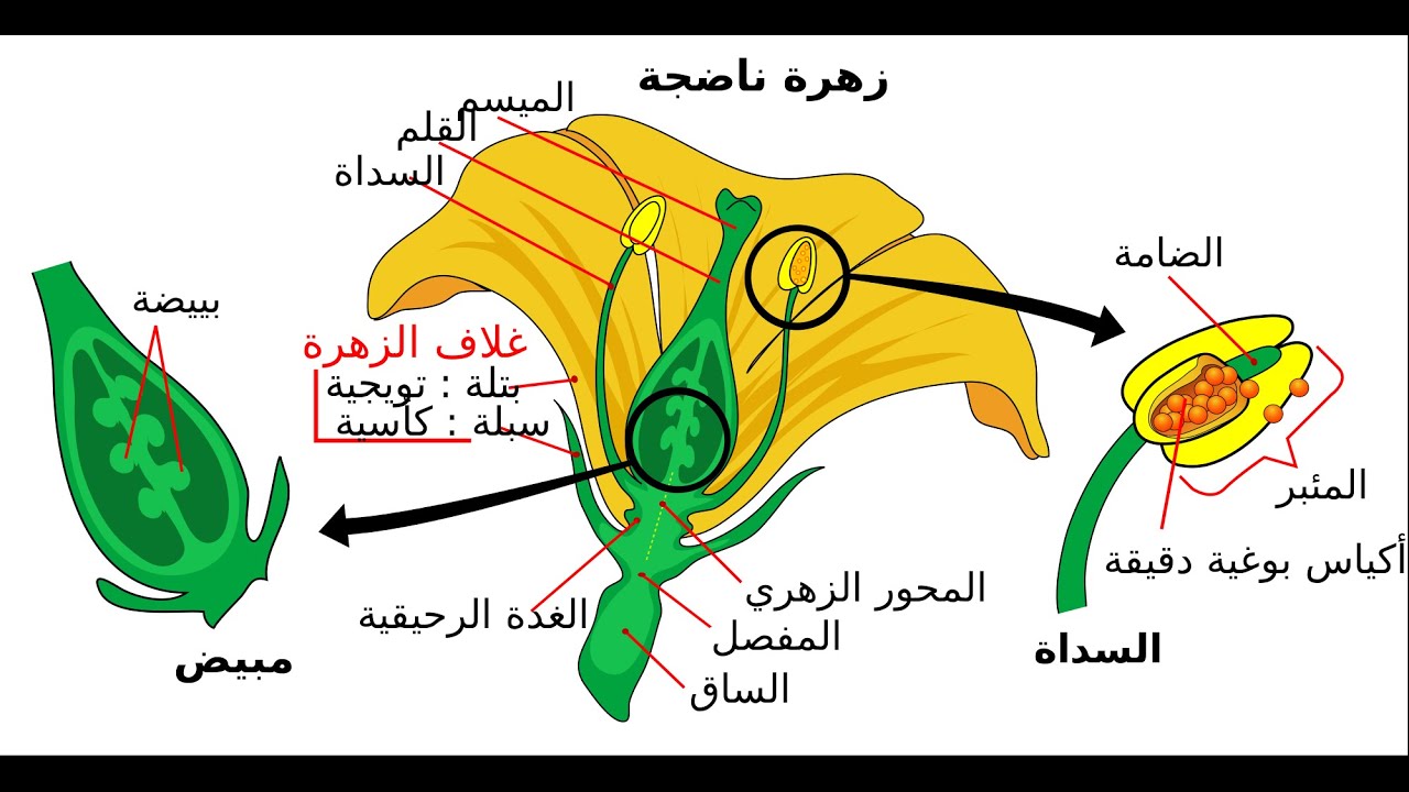 تركيب الزهرة - الجهاز التكاثري عند النباتات الزهرية -