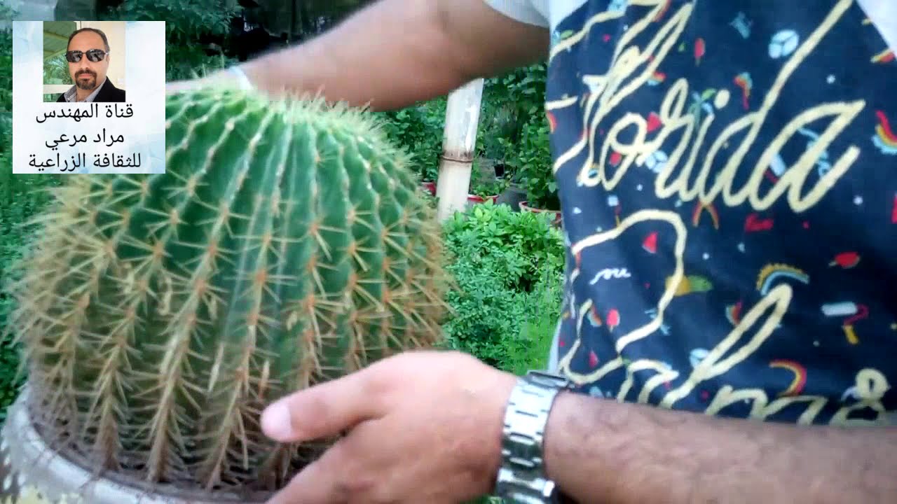 عمة القاضى صبار جميل طرق تكاثر ورعاية Echinocactus grusonii حلقة 73