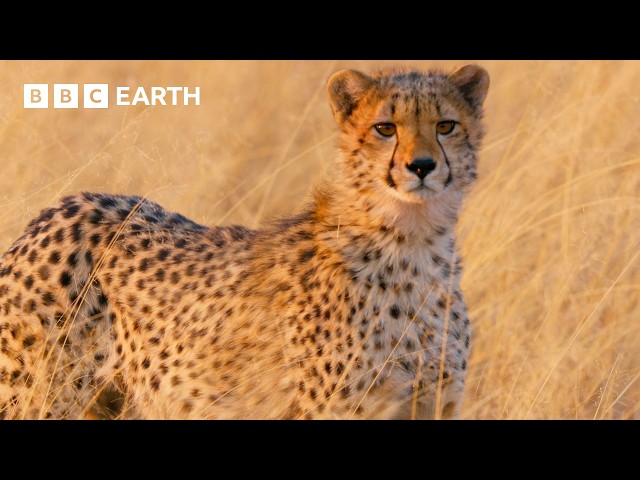 Cheetah Mum Hunts to Feed Hungry Cubs | Big Cats 24/7 | BBC Earth